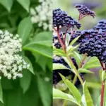 Natural Mosquito Repellent: The Power of Lemon and Cloves