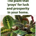 This ingredient removes all the dirt from the toilet bowl – much stronger than baking soda