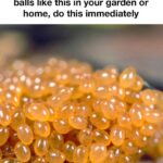 My nana taught me this hack to get rid of lawn burn from dog pee in 5 mins with 0 work. Here’s how it works