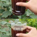 Don’t Throw Corks: Use Them to Care for Your Plants in an Eco-Friendly Way