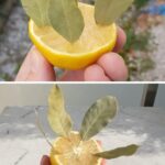 1 Pinch is Enough in Plants: Abundant and Long-Lasting Flowering
