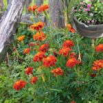 This Overlooked Herb Hides an Exceptional Relaxing Power