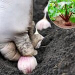 1 Pinch is Enough in Plants: Abundant and Long-Lasting Flowering