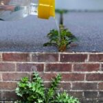 Say Goodbye to Joint Pain and Foot Pain with a Relaxing Rosemary Bath