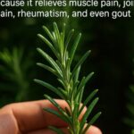 Our Ears Reveal the True State of Our Health