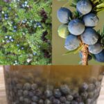 A Natural Miracle for Brain Health, Inflammation, and Joint Pain