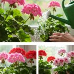 Most do this wrong. 10 plants you’re watering too often