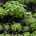 How to infinitely reproduce rosemary in water, it will take just a few minutes