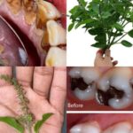 Stop buying vegetables from store. Grow these 15 at home all year round