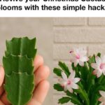 18 Genius Ways to Use Vaseline for Beauty and Everyday Life