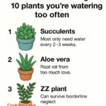 You’re doing it all wrong. Here’s the right way to vacuum carpets