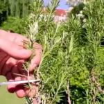 9 Simple Herbs You Can Grow In Containers Anywhere