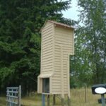 How To Get Rid Of Earwigs With One Simple Ingredient