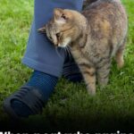 Always Huge, Juicy Lemons With the Old Farmer’s Method: Try It Now