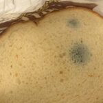  If You See a Turtle or a Camel First — What It Reveals About How Your Brain Works