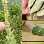 Tasty and Light: Spinach Crêpes Ready in Just 5 Minutes — Perfect Even for Those on a Diet!