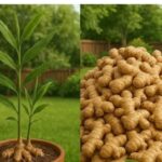 White Bread (Quick Recipe)