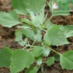 Doctors reveal that consuming pineapple causes