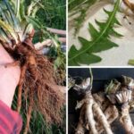 Chenopodium Album (Lamb’s Quarters): Discovering its Nutritional and Medicinal Proficiencies