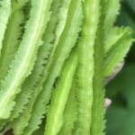 11 Herbs That Thrive in Water – No Soil Needed