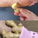 Single Ingredient for People with Obesity: Benefits and Usage