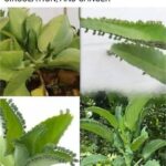 7 Health Risks Seniors Face When Traveling Abroad