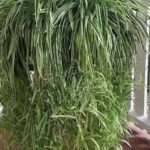 Teriyaki Chicken and Pineapple Foil Packets