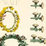 8 Healing Leaves That Can Help Restore Vision – Easy to Grow in Your Garden & How to Use Them