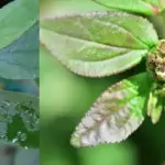 All Natural Botox Oil To Fight Wrinkles & Fine Lines