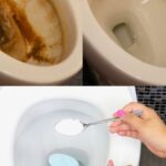 Why Mullein Root Is the Most Important Part of the Plant