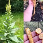 How to Disinfect and Clean Your Toilet Cistern, Leaving It Looking Like New