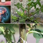 What is Water Roux and How To Use The Japanese Bread-Making Technique