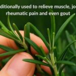 How to Use This Strange Tool in Your Kitchen