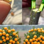 The Number Of Triangles You See Determines If You’re A Narcissist