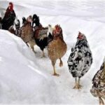 Cream Cheese Cranberry Loaf