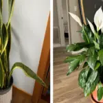 Hidden Signs Your Body Needs Magnesium – And 10 Magnesium-Rich Foods to Fix It Naturally