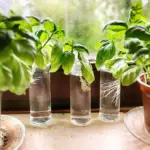 How to Propagate Lavender From Cuttings – Easy Step-by-Step