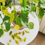 Natural Antibiotics That Support Your Health