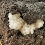 The Benefits of Oatmeal Water with Lemon That You Didn’t Know About