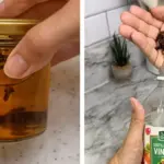 What Chamomile Does to Your Body: Why Ancient Romans Used It for Strength and Calm