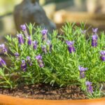 11 Houseplants That Drop Leaves in Winter (Totally Normal)