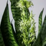 11 Herbs You Can Grow in Water All Year Long