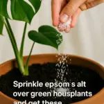 You are doing it all wrong. Here’s the right way to use eggshells as fertilizer