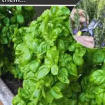 Crispy Potato Chips in the Microwave