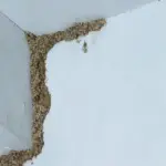 Homemade Lemon Jam: The Easiest and Fastest Recipe