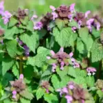 I Found a Chain Buried Under My Mailbox