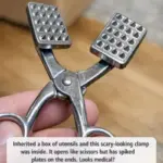 Discovered this large, papery ball under the trees in my yard. It’s light as a feather and completely hollow inside. Is it an egg?