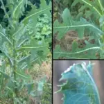 Everything you can do with this plant: all of Grandma’s uses