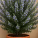 Dill Pickle Egg Salad