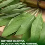 Wild Lettuce Sap: The Natural Remedy You Didn’t Know Was Worth Its Weight in Silver